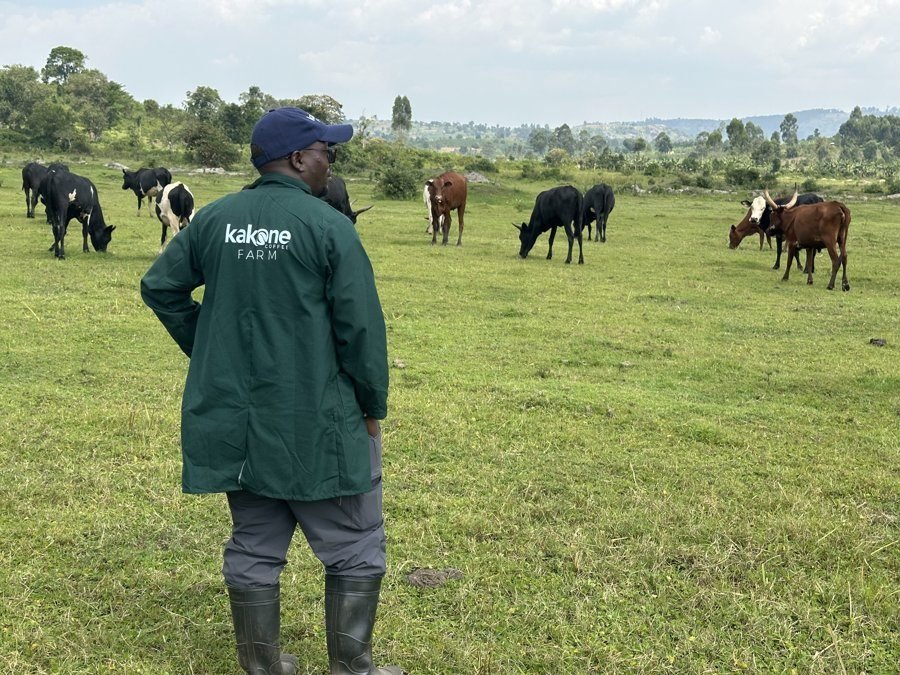 Integrated farming at Kakone Coffee Farm