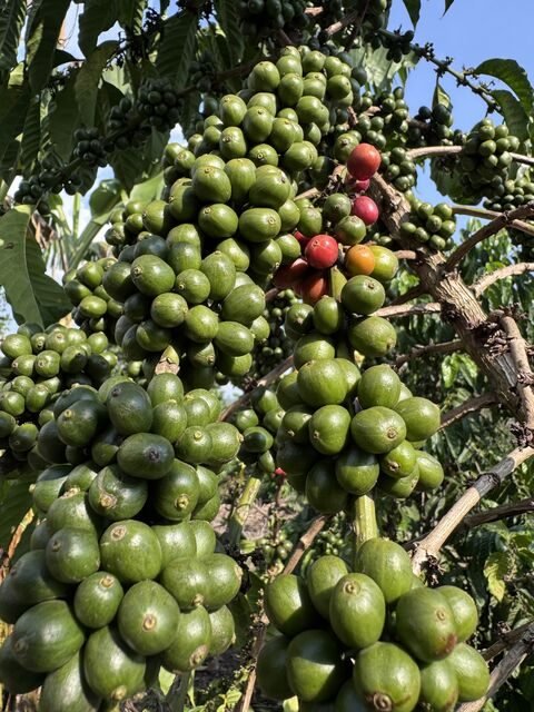Robusta coffee cherries on a KR variety tree