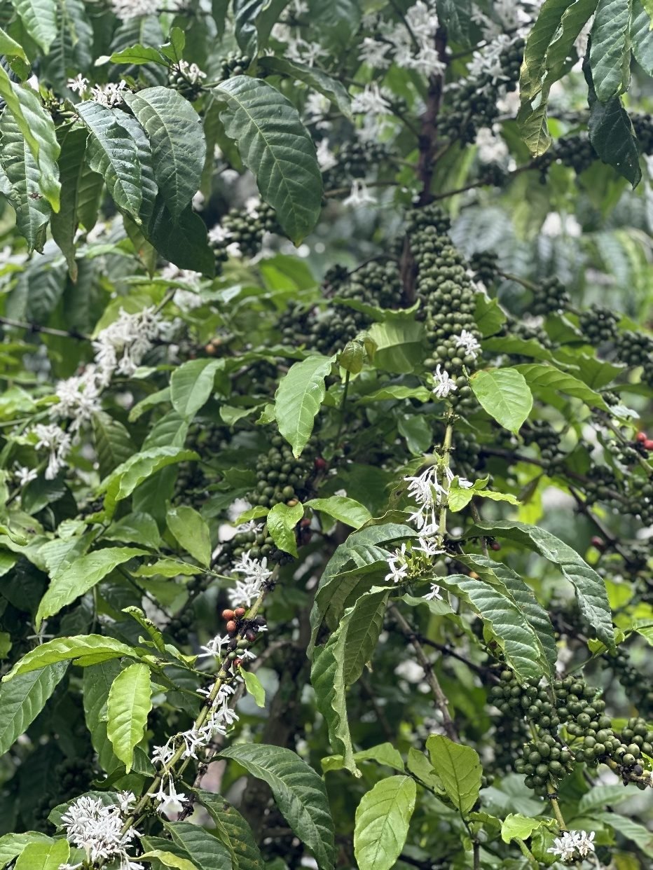 Flowering coffee trees on the farm