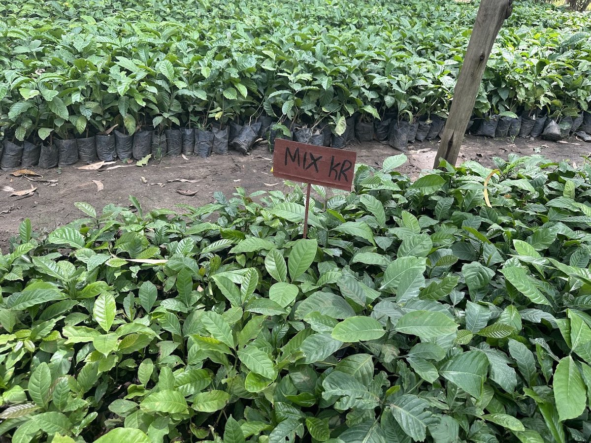 Mixed KR coffee variety seedlings at the Kakone Coffee nursery