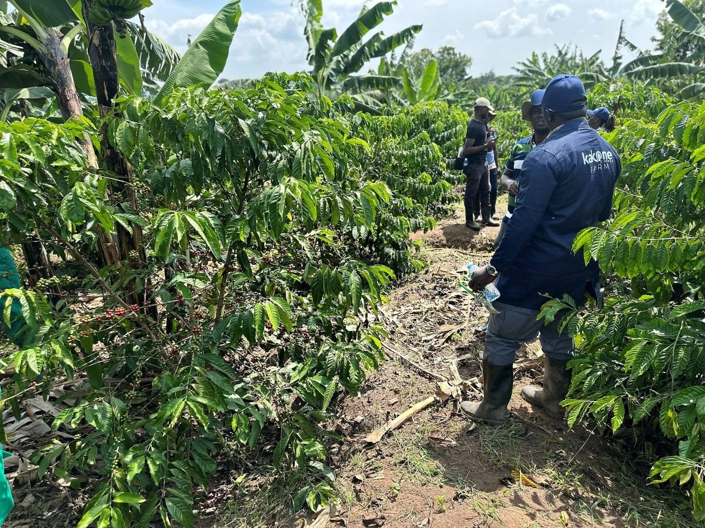 Preparing a garden for coffee planting