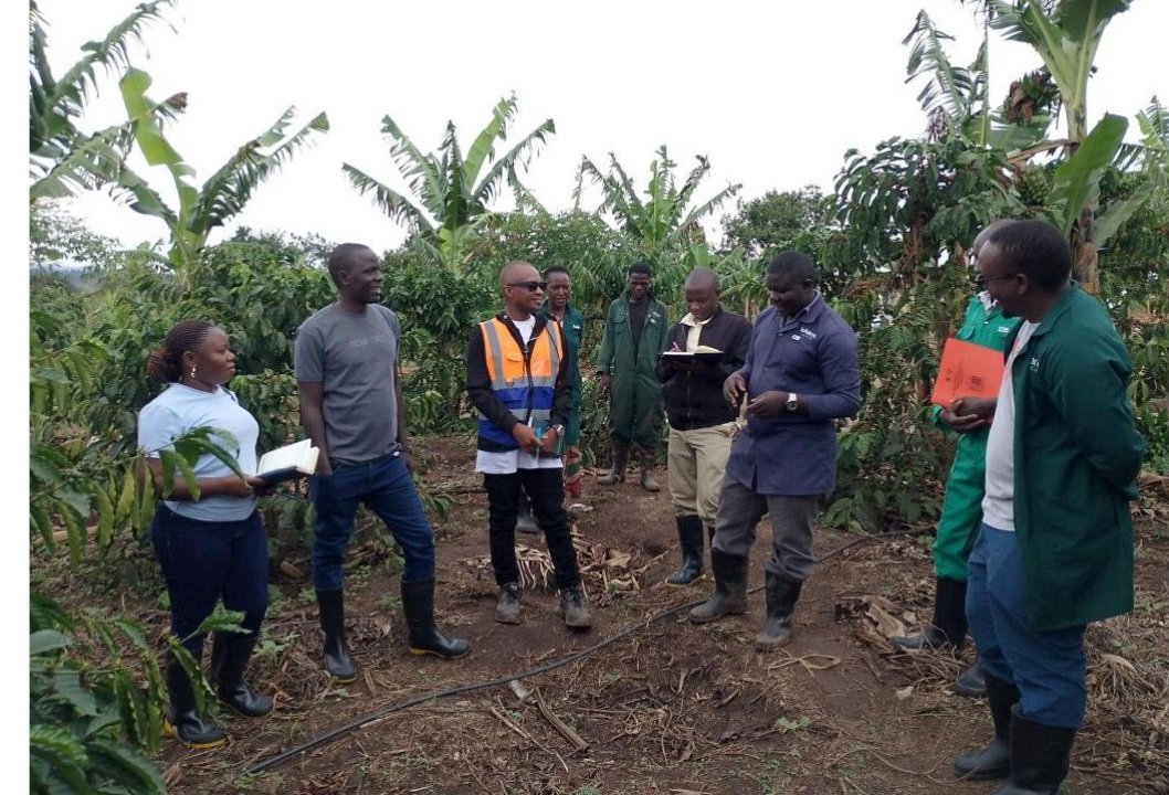 Shade trees and agroforestry on a coffee farm