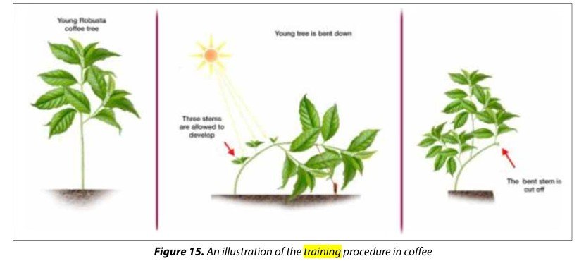 Illustration of the coffee tree training procedure: young Robusta tree, bent down with three stems allowed to develop, then the bent stem cut off