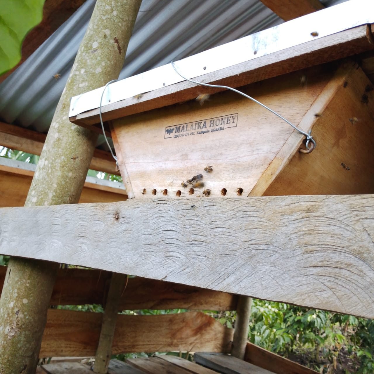 A beehive on the coffee farm