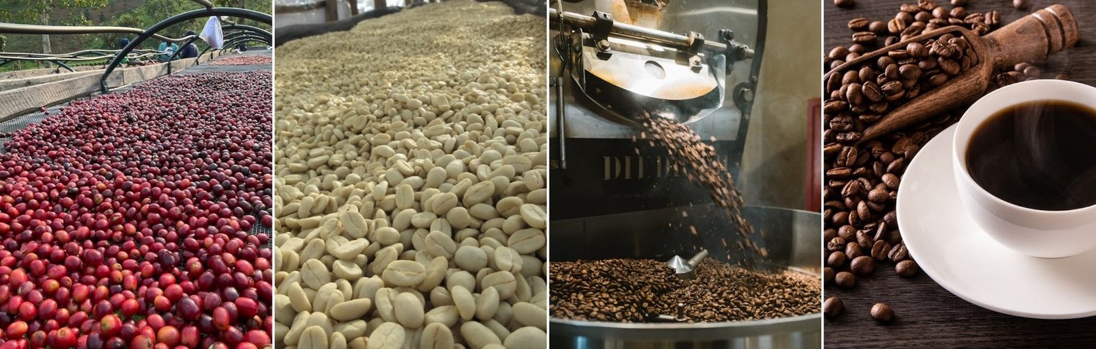 Kakone Coffee process — drying cherries, green beans, roasting, and roasted coffee ready to brew